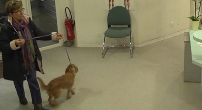 Elle apporte son animal au refuge pour animaux, puis la caméra de surveillance capte l’inimaginable!