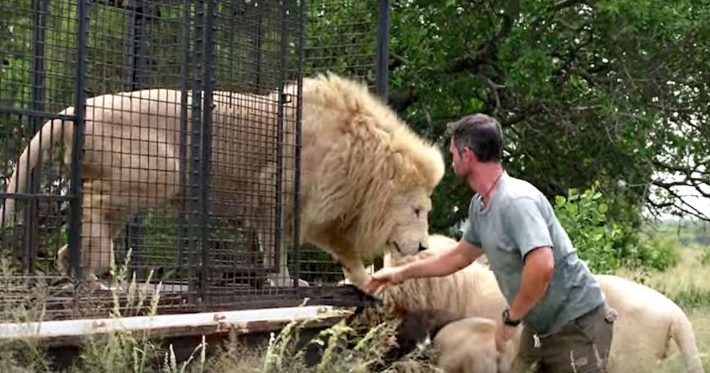 Il soigne un lion et le remet en liberté, mais il ne s’attend pas à ce que le lion lui fasse ça…