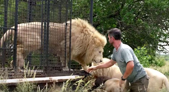 Il soigne un lion et le remet en liberté, mais il ne s’attend pas à ce que le lion lui fasse ça…