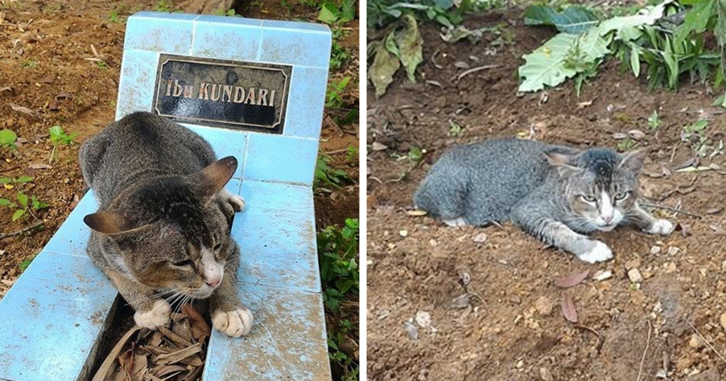 Le coeur en mille morceaux, ce chat a passé 1 an de sa vie à côté de la tombe de son propriétaire