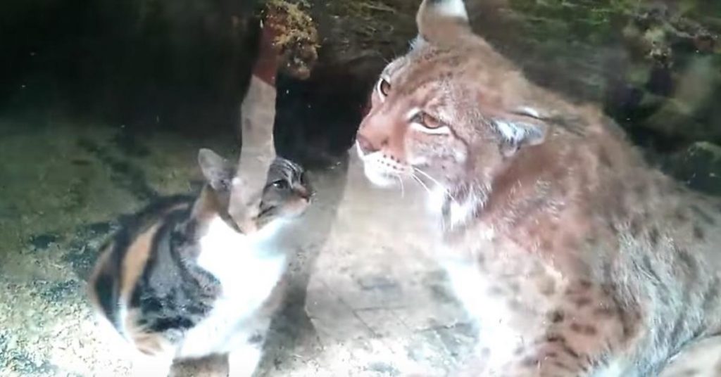 Un chat tombe dans la cage d’un lynx. Sa réaction impressionne le monde entier.