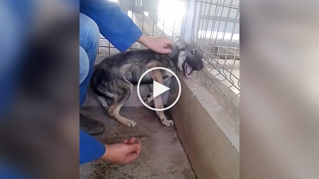 Un chien qui a été abusé toute sa vie se fait caresser pour la première fois