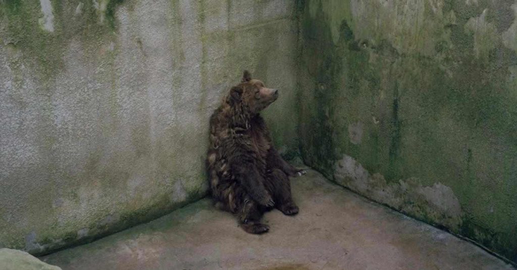 Enfermé dans une fosse en béton cet ours est en train de devenir fou. La photo révolte tous les Internautes!