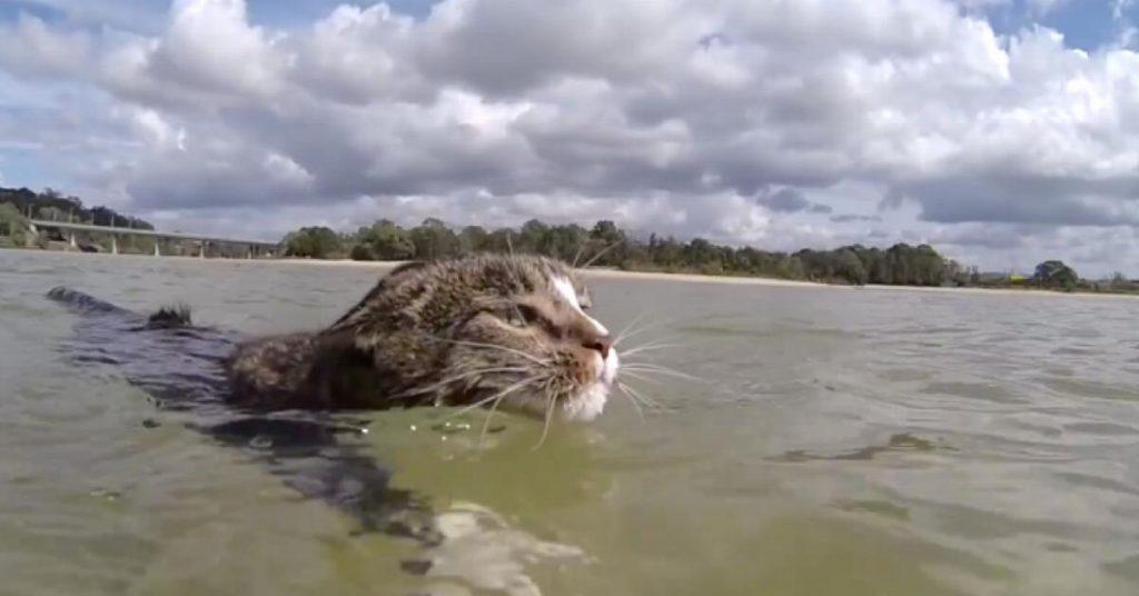 À 1:05, ce chat va vous faire halluciner! Ce qu’il fait est unique au monde!
