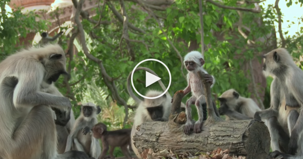 Un faux singe ultra-réaliste s’infiltre parmi de vrais singes, regardez leur réaction!