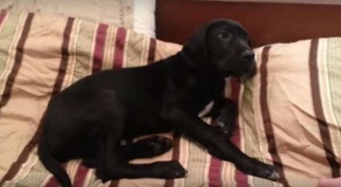 Ce chien est réveillée à 3h30 du matin par son maître, mais regardez bien sa réaction, je meurs de rire!
