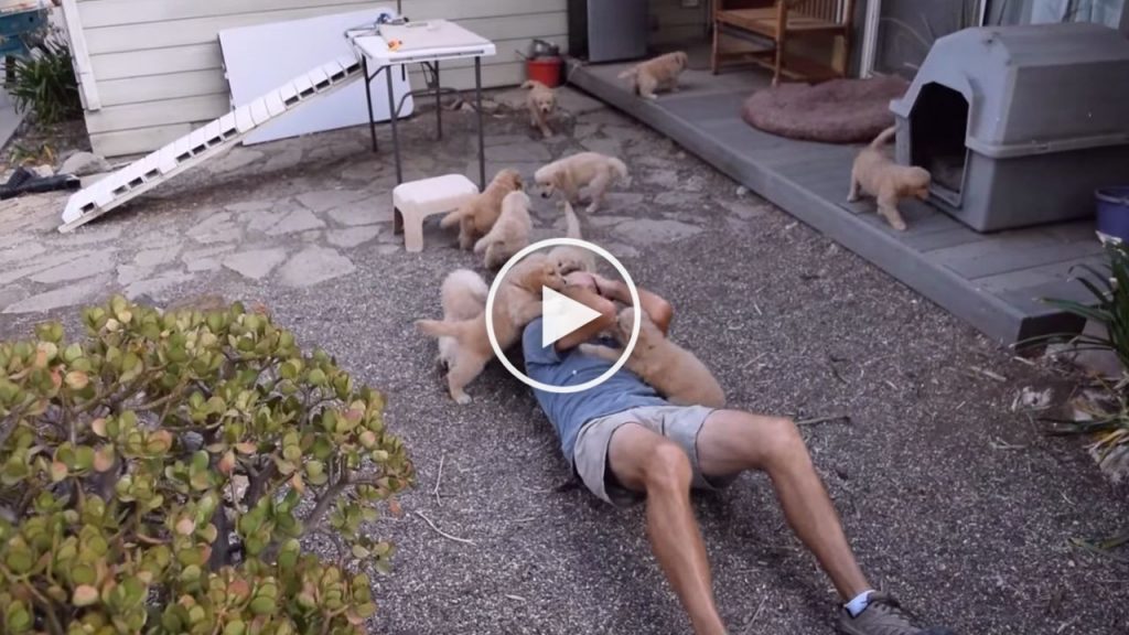 Un attaque « ultra-violente » de chiots golden retriever!