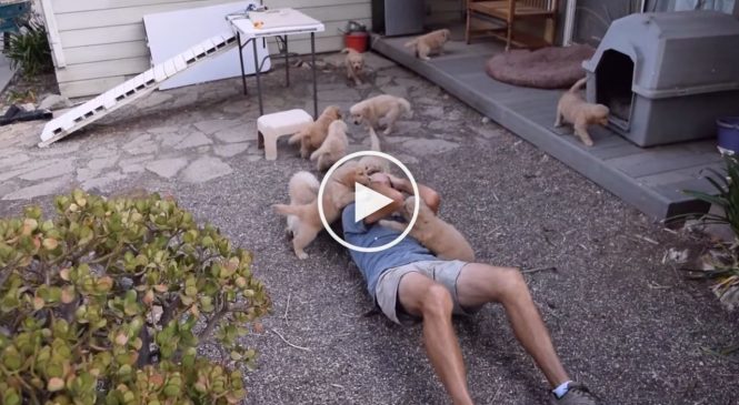 Un attaque « ultra-violente » de chiots golden retriever!