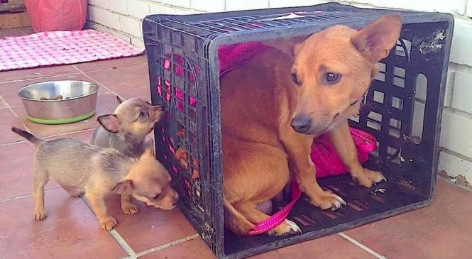 La Maman Affolée Pleure Ses Chiots Mais Maintenant Regardez Lorsqu’elle Se Retourne !