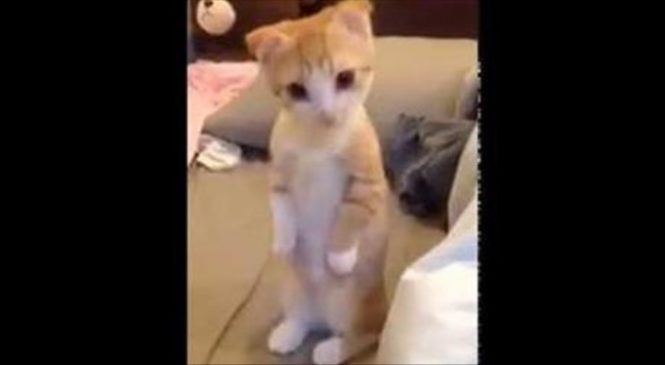 Le Chaton Veut Faire Dodo, Mais Il Attend Patiemment Qu’on Fasse Son Lit Avant De Se Coucher