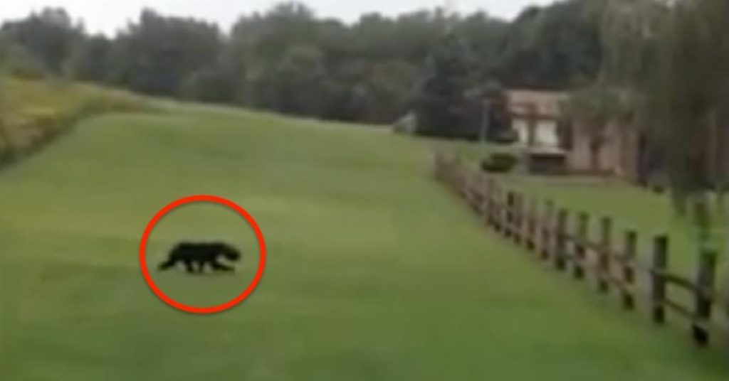 Ce couple fuit un animal sauvage lorsqu’il voit quelque chose d’étrange sur sa tête. Il fait demi-tour et décide de “filmer” la bête…
