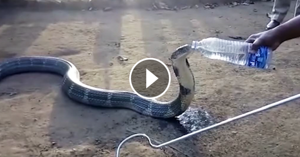 Un immense cobra mortel désespérément assoiffé reçoit de l’eau d’un villageois