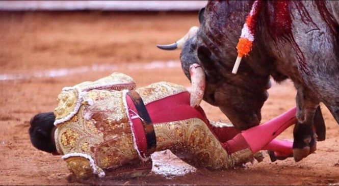 Le taureau qui doit être tué contre-attaque: Plaie rectale de 30 cm
