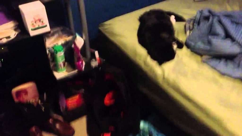 Il réveille son chat en faisant exploser un pétard près de son oreille (Vidéo)