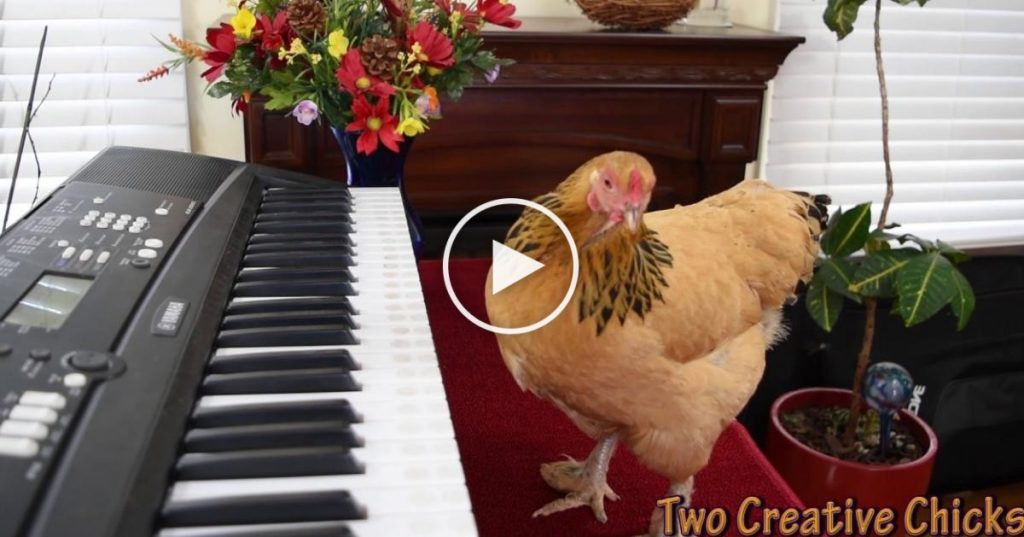 Une poule qui sait jouer du piano