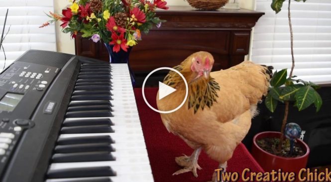 Une poule qui sait jouer du piano