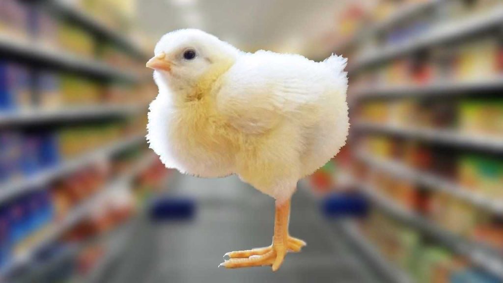 Est-il possible de faire éclore des œufs de supermarché ?