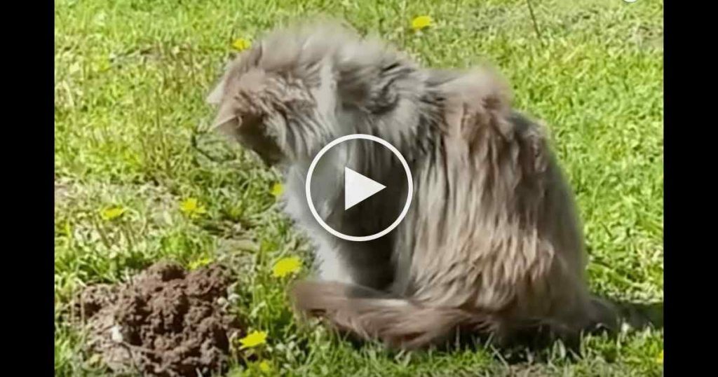 Un chat aperçoit une taupe qui sort du sol, et sa réaction est hilarante !