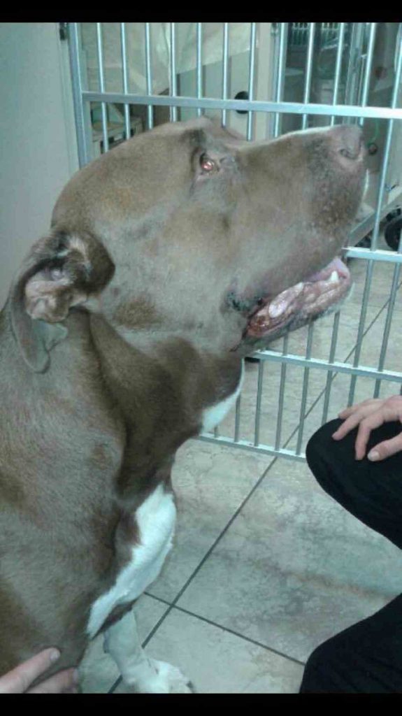 Le maître promenait son pitbull très tard et il l’a laissé sans laisse. Puis le chien a foncé vers un bébé !