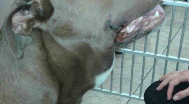 Le maître promenait son pitbull très tard et il l’a laissé sans laisse. Puis le chien a foncé vers un bébé !