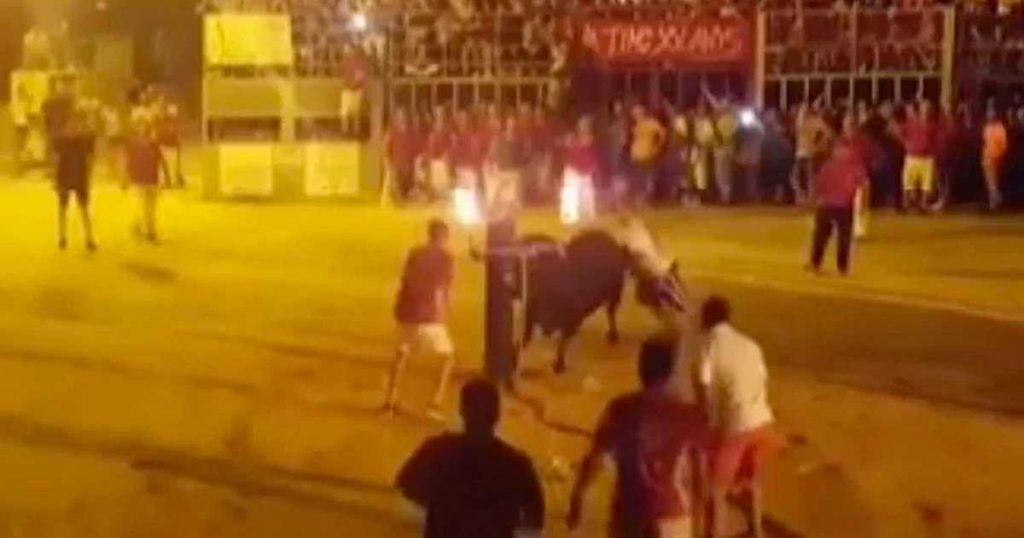Un taureau terrifié se suicide après que ses cornes aient été enflammées. Stop à la barbarie !