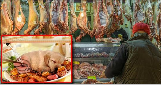 De la viande de chiens bientôt vendue dans la première boucherie canine de France