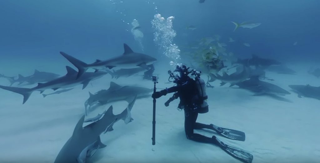 Immersion : Plongez dans une mer de requins avec cette vidéo en 360°