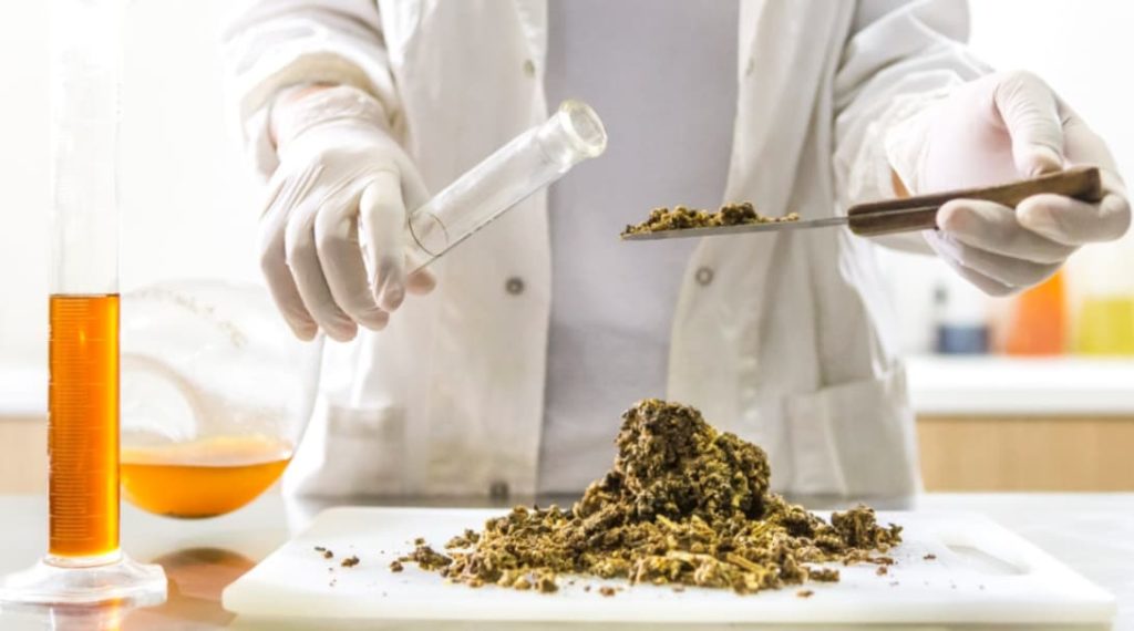 Que savez-vous vraiment des cannabinoïdes ?